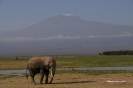 Kilimanjaro