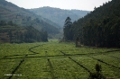 Uganda i Rwanda