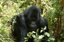 Uganda i Rwanda