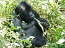 Uganda i Rwanda