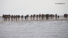 Danakil