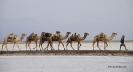 Danakil