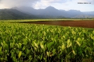 Hawai