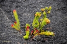 Hawai