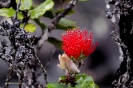 Hawai