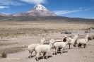 2011 Bolivia