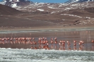 2011 Bolivia