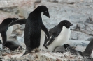 Península Antàrtica