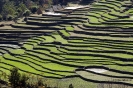 Annapurnes