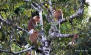 2010 Borneo