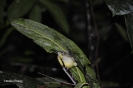 2010 Borneo