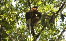 2010 Borneo