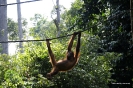 2010 Borneo