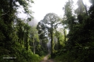 2010 Borneo