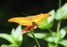 2010 Borneo