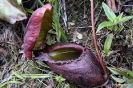 2010 Borneo