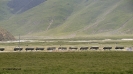 Tibet