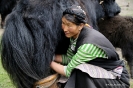 Tibet