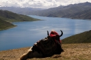 Tibet