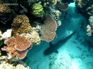 Oceania